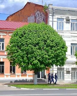 4 жизни рязань
