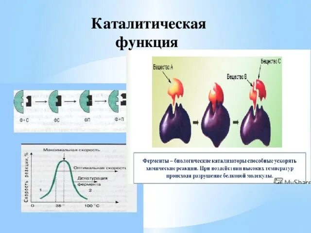 Каталитическая функция белков примеры Каталитическая функция белка: найдено 84 изображений