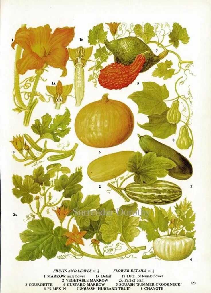 Овощ в ботанике. Botanical illustration овощи. тыква обыкновенная ботаника. дыня ботаническая живопись. тыква ботаническая иллюстрация.