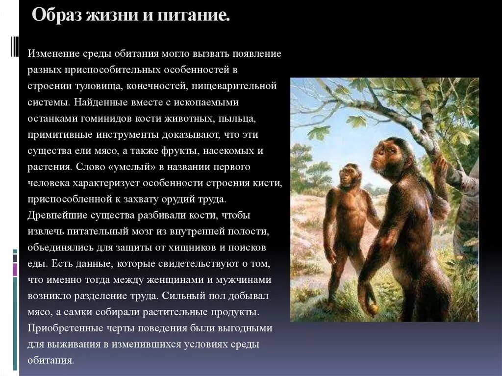 О принадлежности к семейству гоминид свидетельствует. Человек умелый образ жизни. Человек умелый строение и образ жизни. Образ жизни человека умелого питание. Образ жизни человек умлых.