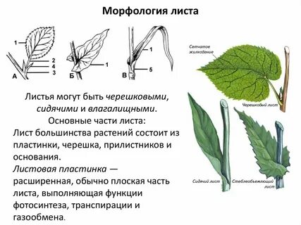 Строение черешкового листа