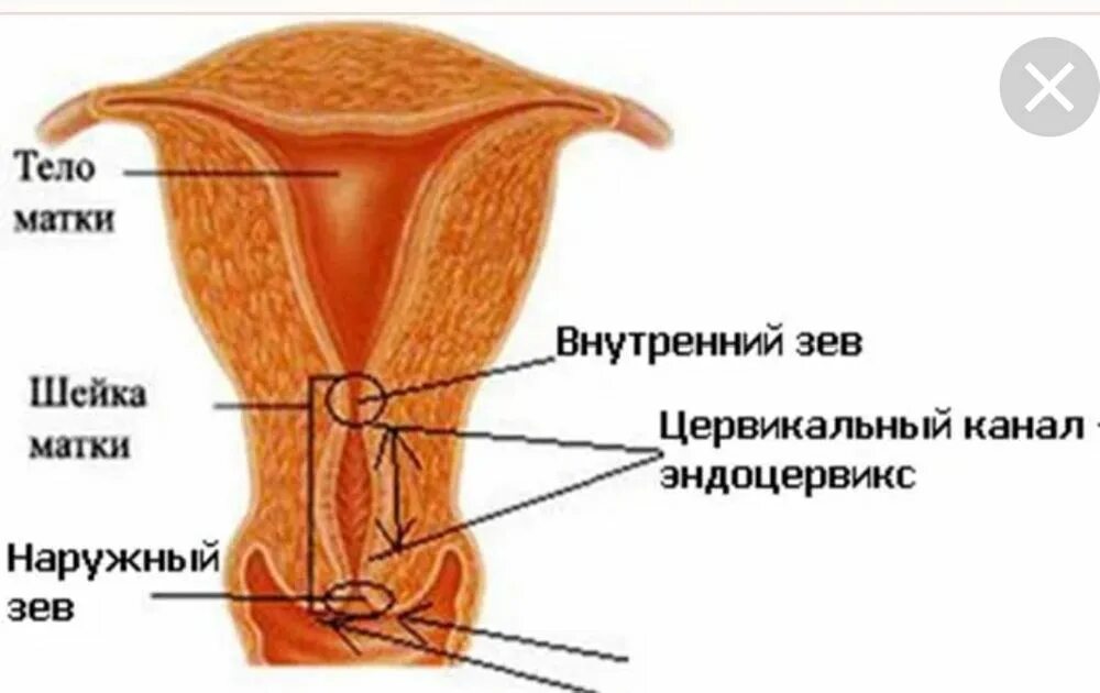 Маточный зев. Внутренний зев и цервикальный канал. Анатомия матки внутренний зев. Строение шейки матки и цервикального канала. Наружный зев шейки матки.