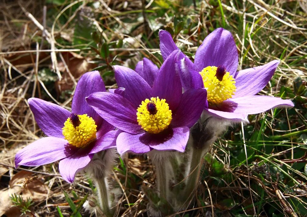 Прострел Луговой. Прострел Луговой Pulsatilla pratensis. Прострел Луговой (сон-трава).. Pulsatilla pratensis (l.) Mill. - Прострел Луговой.