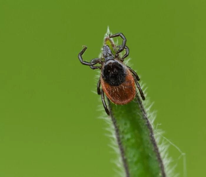 Ixodidae иксодовые клещи. Висим клещи. Клещ лесной энцефалитный. Клещи. Иксодовые клещи энцефалит.
