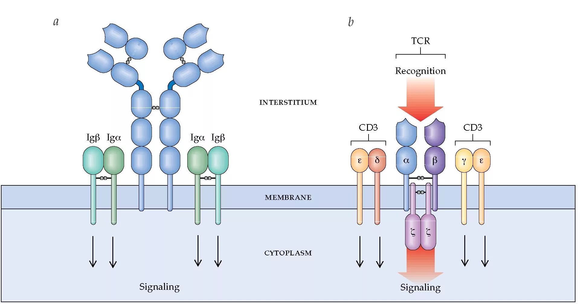 Иммуноглобулин в лимфоциты. Строение t-Cell receptor. TCR receptors cd3. Строение TCR И BCR рецепторов. Cd3 антиген.