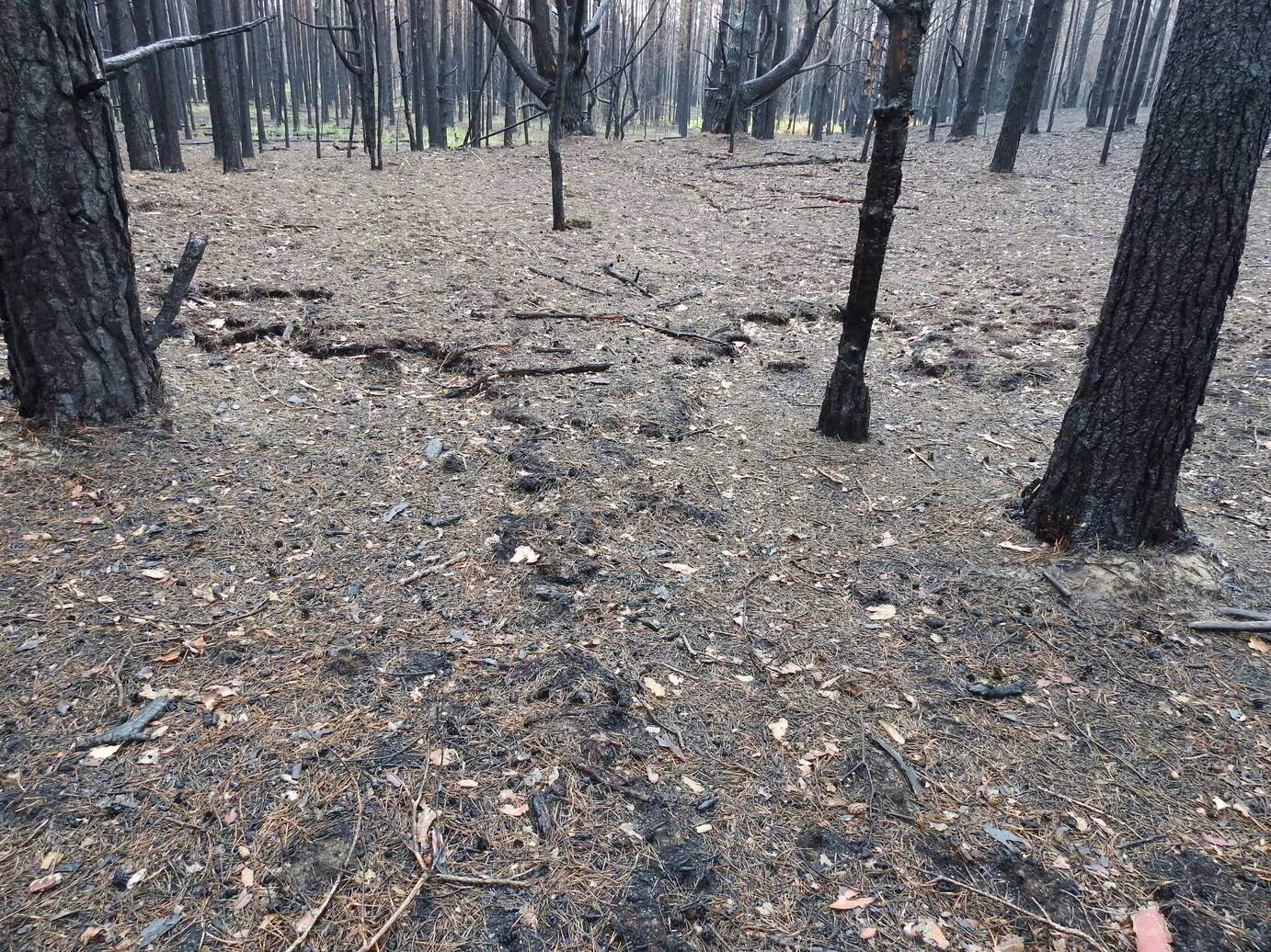 Лес гибнет. Лес самоубийц Аокигахара. Лес после пожара.
