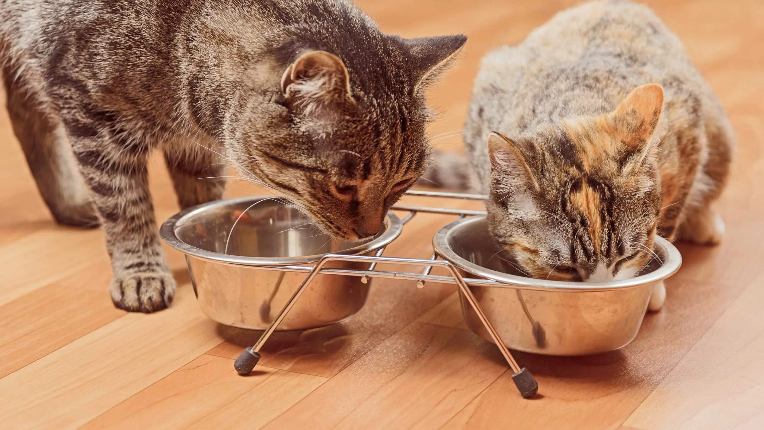 Котята едят сами. Миска с едой. Еда для кошек. Миска для кота. Кошка кушает.