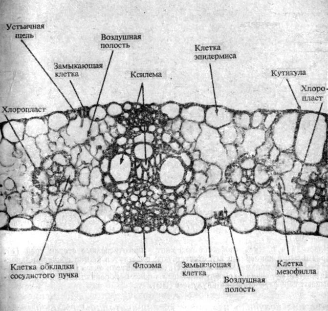 Микрофотография среза листа. Анатомическое строение листа кукурузы. Срез клеток мезофилла листа. Поперечный срез листа кукурузы. Кранц мезофилл.