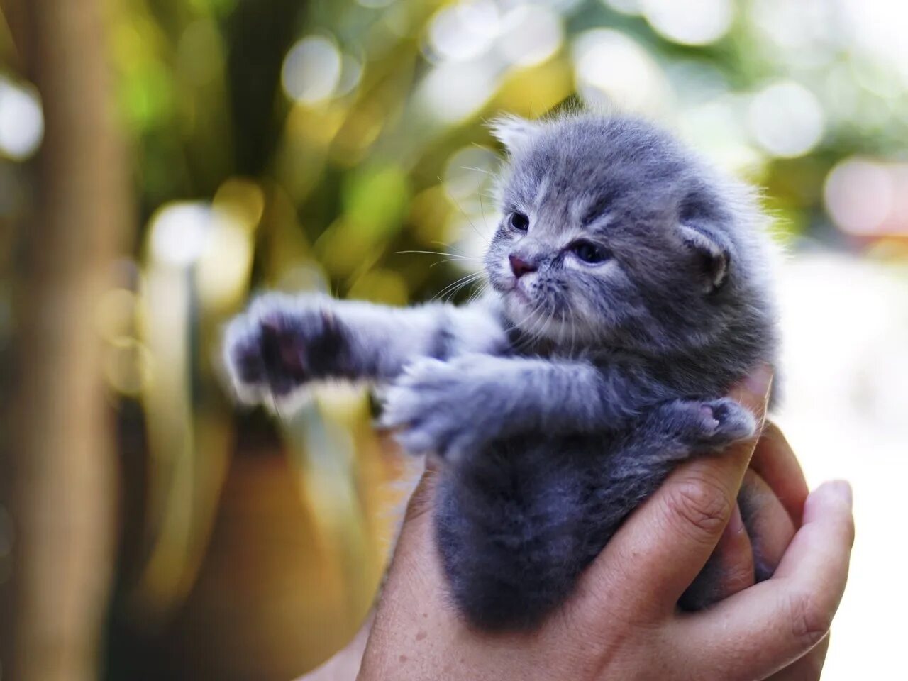 К чему снятся котята маленькие красивые. Маленький котенок. Котенок на руках. Маленькие котята пушистые. Серый котенок в руках.