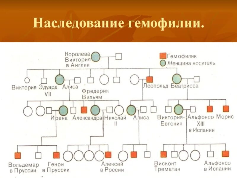 Наследование гемофилии является. Гемофилия генетика тип наследования. гемофилия б тип наследования. схема наследования гемофилии. гемофилия тип наследования схема.