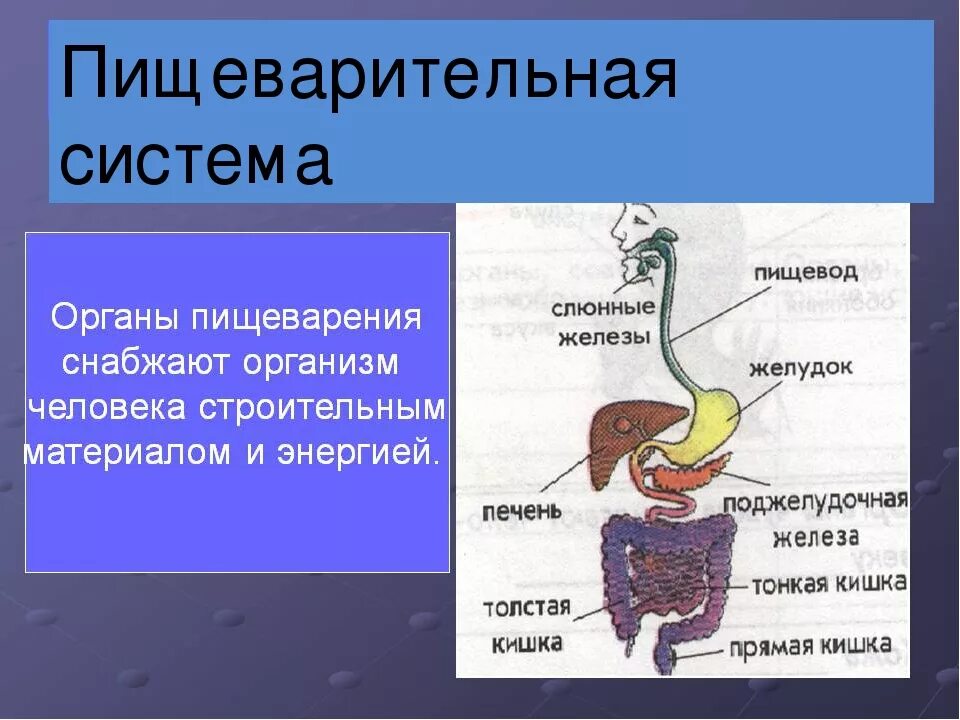 Организм человека 3 класс окружающий мир пищеварительная система. Пищеварительная система 4 класс ПНШ. Схема органов пищеварения человека окружающий мир. Пищеварительная система-3 кл - это. Питание основные органы