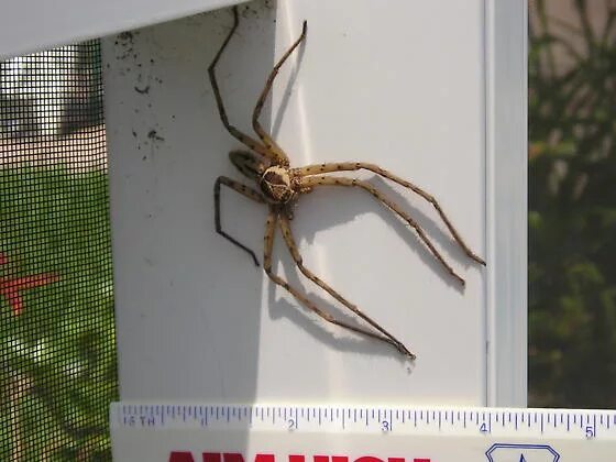 Crazy massive Bali spiders!! - YouTube