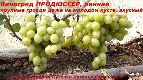 Виноград пузенко
