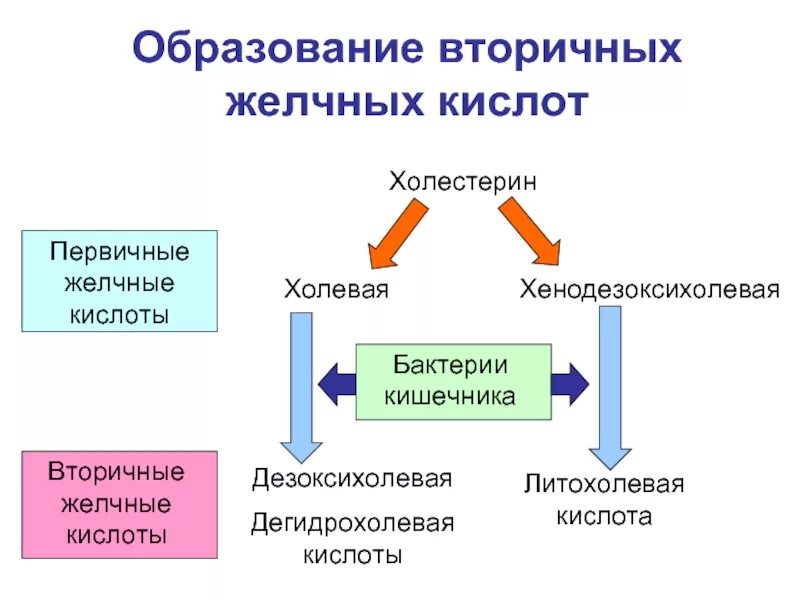 Первичные вторичные и третичные желчные кислоты. Первичные желчные кислоты биохимия. Чем отличаются первичные желчные кислоты от вторичных. Функции первичных желчных кислот. Вторичные желчные кислоты