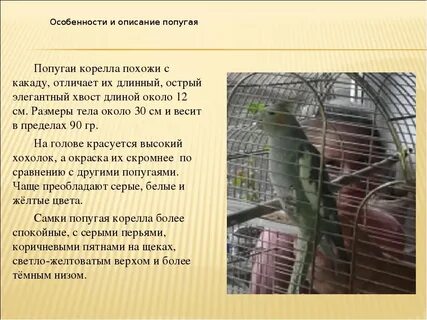 Как ухаживать за попугаем корелла