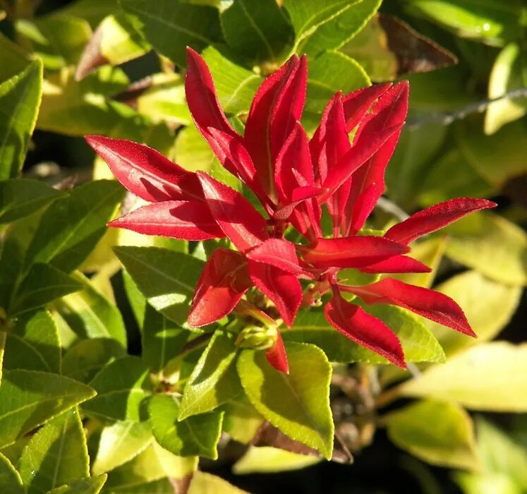 бузина красная sambucus racemosa. секуринега ветвецветная. черноплодная рябина арония. кустарники с фиолетовыми листочками в турции. смородина золотистая aureum.