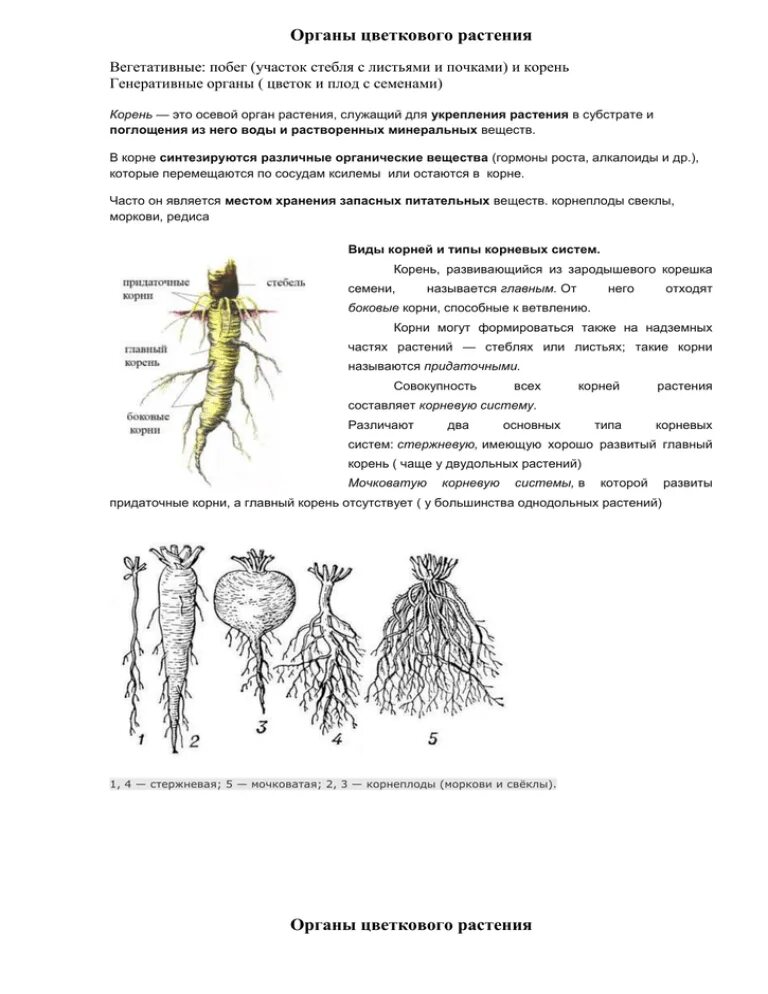 Корень это осевой вегетативный орган. Корневые системы цветковых растений. Органы цветкового растения корневая система и. Орган цветкового растения морковь.