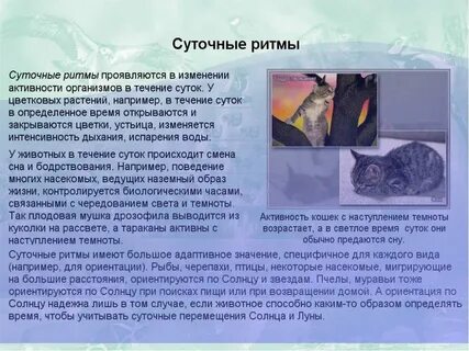 Суточные природные ритмы примеры