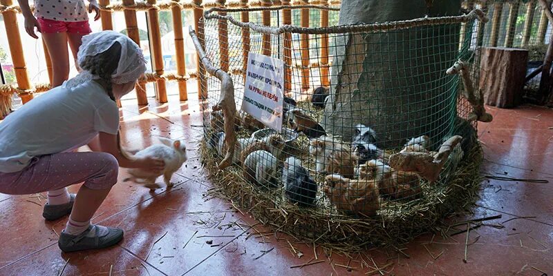 Тц рио спб зоопарк. Контактный зоопарк ереван рио. Тц рио экзотариум. Рио тц санкт-петербург зоопарк. Экзопарк в трц рио.