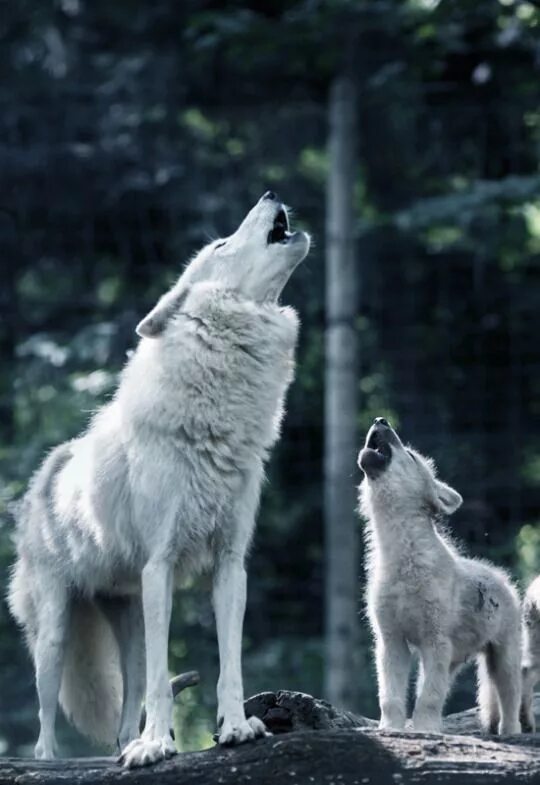 Песня где воют. Волк с волчатами. Белый волк с волчатами. Волчица с волчатами. Воющий волк.