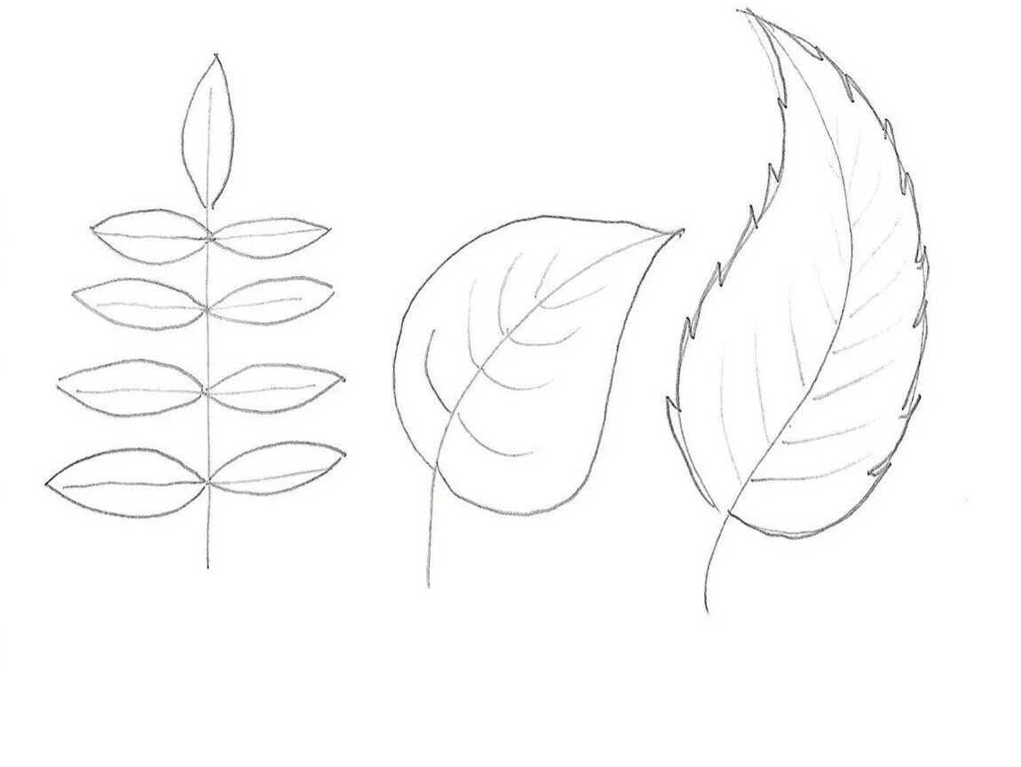 Листья карандашом легко. Поэтапное рисование листа. Поэтапное рисование листьев деревьев. Осенний лист поэтапное рисование. Рисунок листьев карандашом.