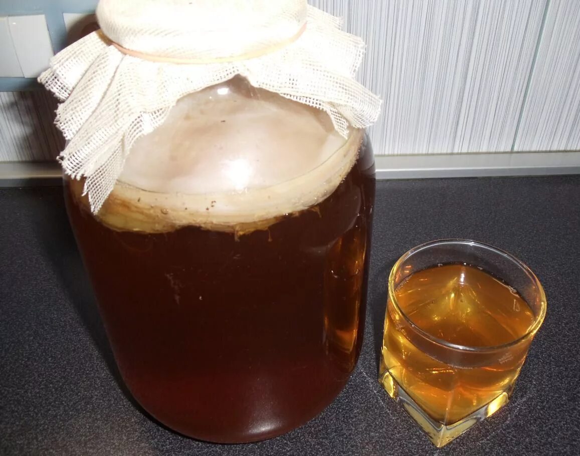 Вырастить чайный гриб. Чайный гриб вырастить с нуля. Комбуча модный чайный гриб. Комбуча квас. Зооглея чайный гриб.