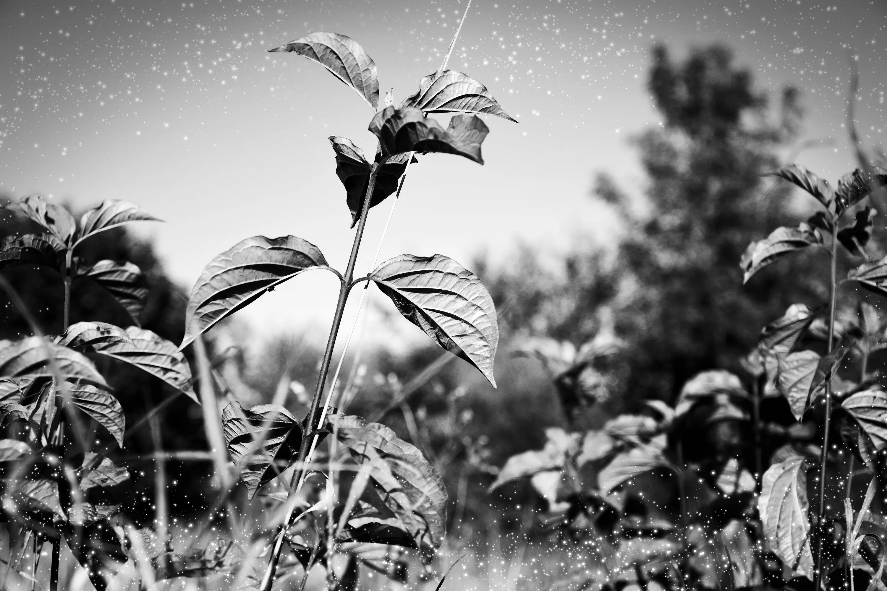 Черная трава текст. Чёрно-белая фотография. Чб картинки. Черные растения. Красивые черно белые картинки.