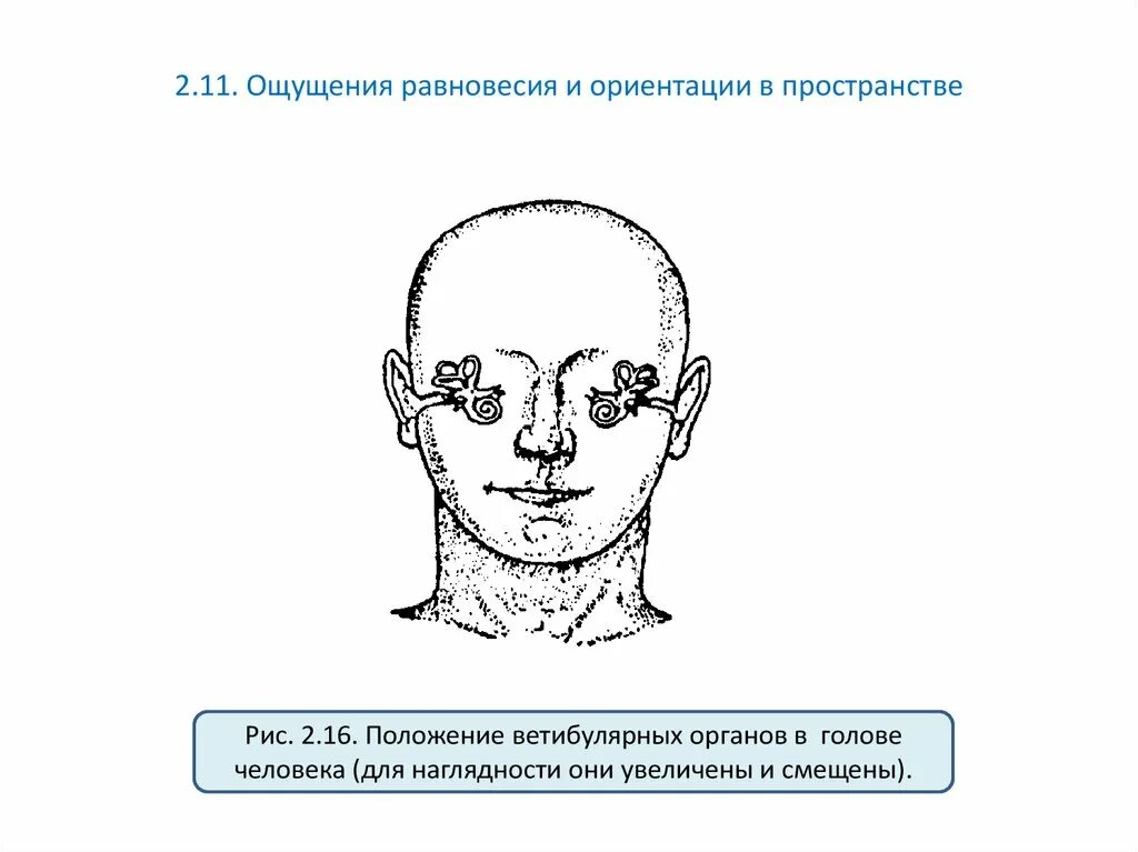 11 ощущается. Проблемы с ориентацией в пространстве. Положение головы в пространстве. Потеря пространственной ориентации. Чувство равновесия.