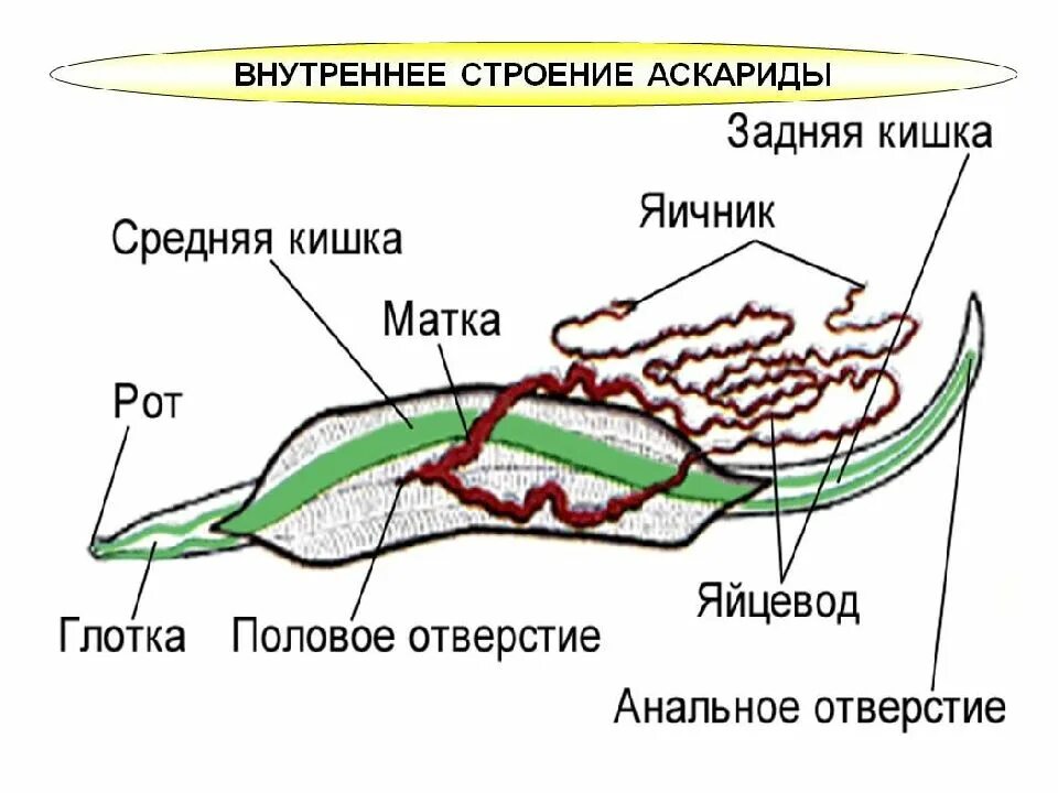 Внутреннее строение аскариды. Пищеварительная система аскариды человеческой. тип круглые черви строение. круглые черви аскарида строение. внутреннее строение аскариды человеческой.