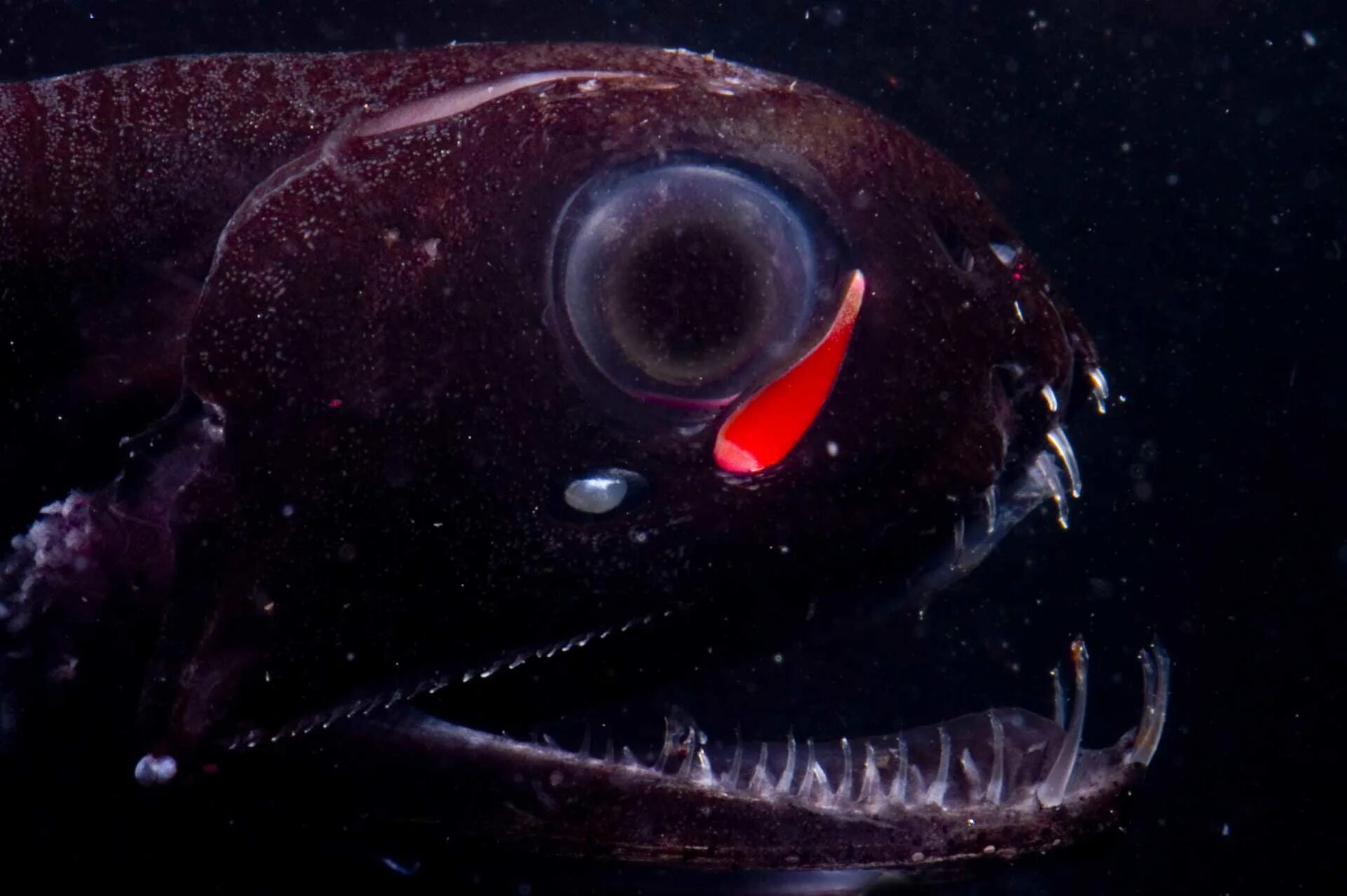 Почему обитатели живущие на дне океана испытывают. Атлантический идиакант. Черный малакост. Черный малакост рыба. Тихоокеанский идиакант.