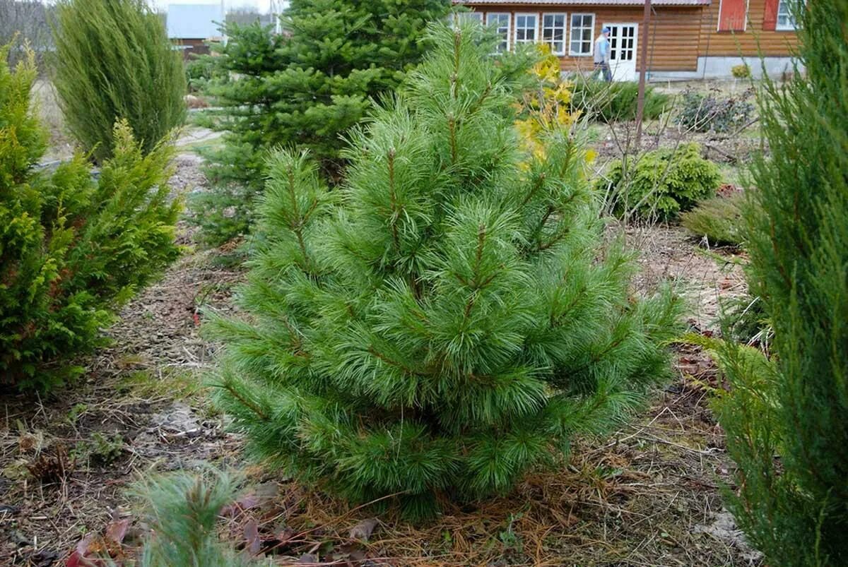 Сибирский сосна сосна Кедровая. Кедр Сибирский сосна Сибирская Pinus sibirica. Карликовый кедр. Сосна обыкновенная Чантри Блю.