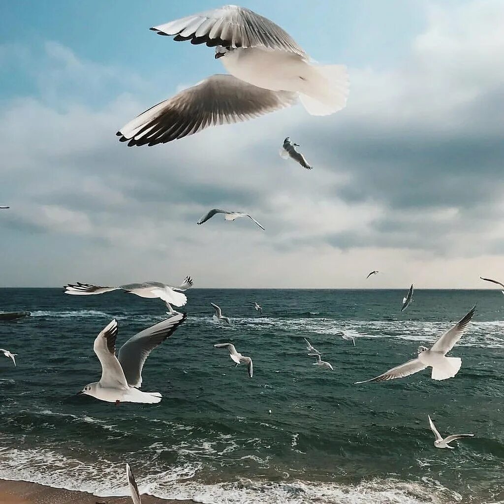 Слушать песню чайки над волной. Море, чайки. море с чайками. чайки в природе. чайки, корабль и море.