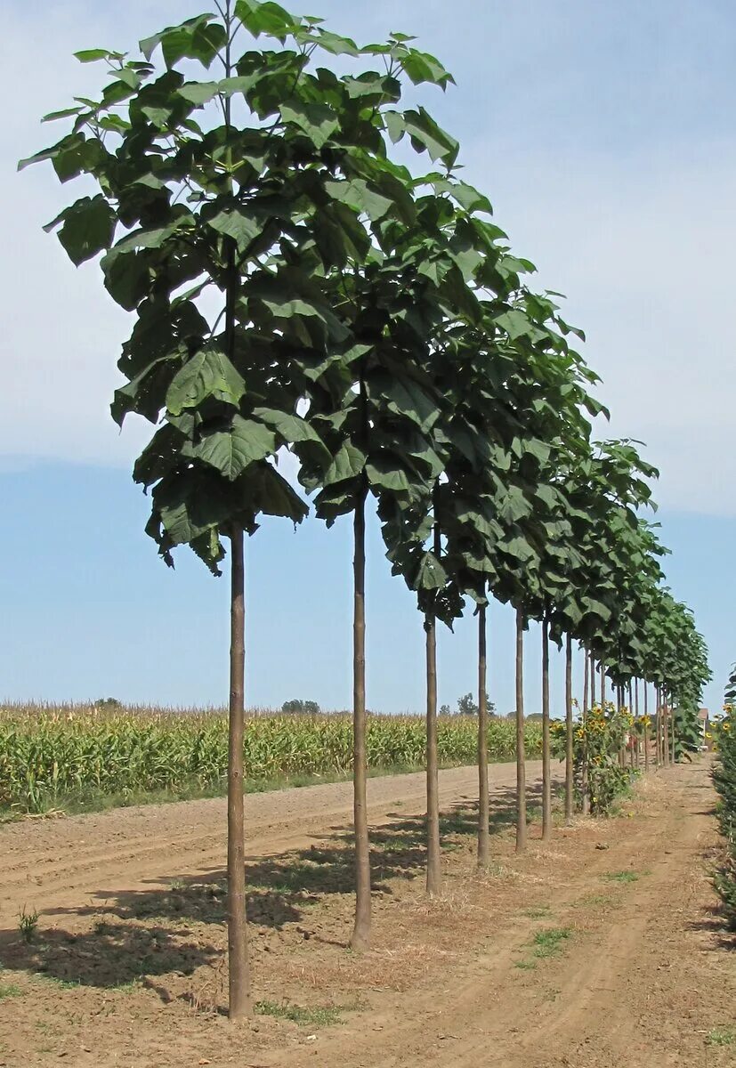 павлония адамово дерево. павловния войлочная. павлония дерево саженцы. адамово дерево павловния. саженцы павловнии.