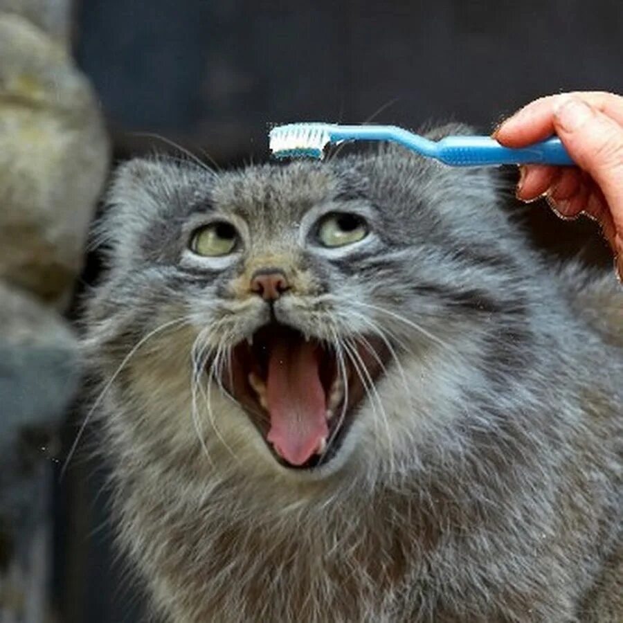 Кошка с человеческими зубами. Смешные кошки. Смешные кошачьи морды. Кот улыбается. Vze.