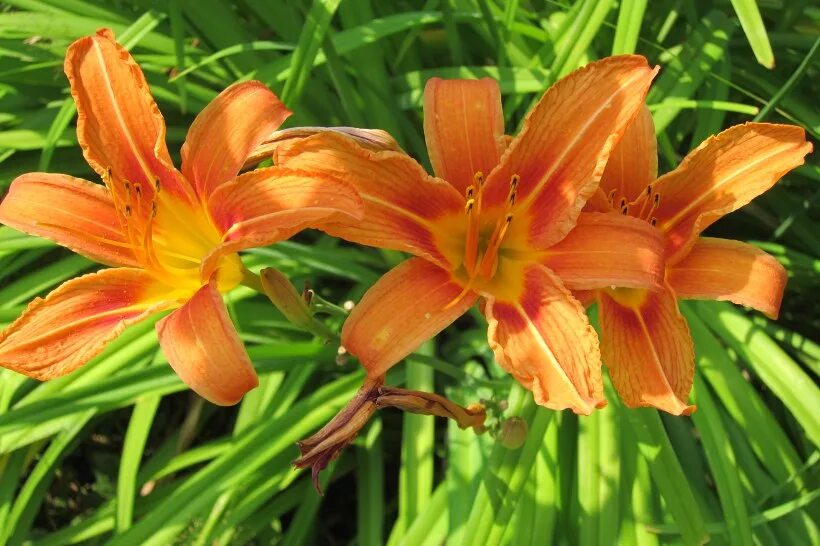 цветы похожие на лилию листьями. цветы похожие на лилию листьями. лилейник луковичный. эухарис грандифлора. лилия гиппеаструм цветок.