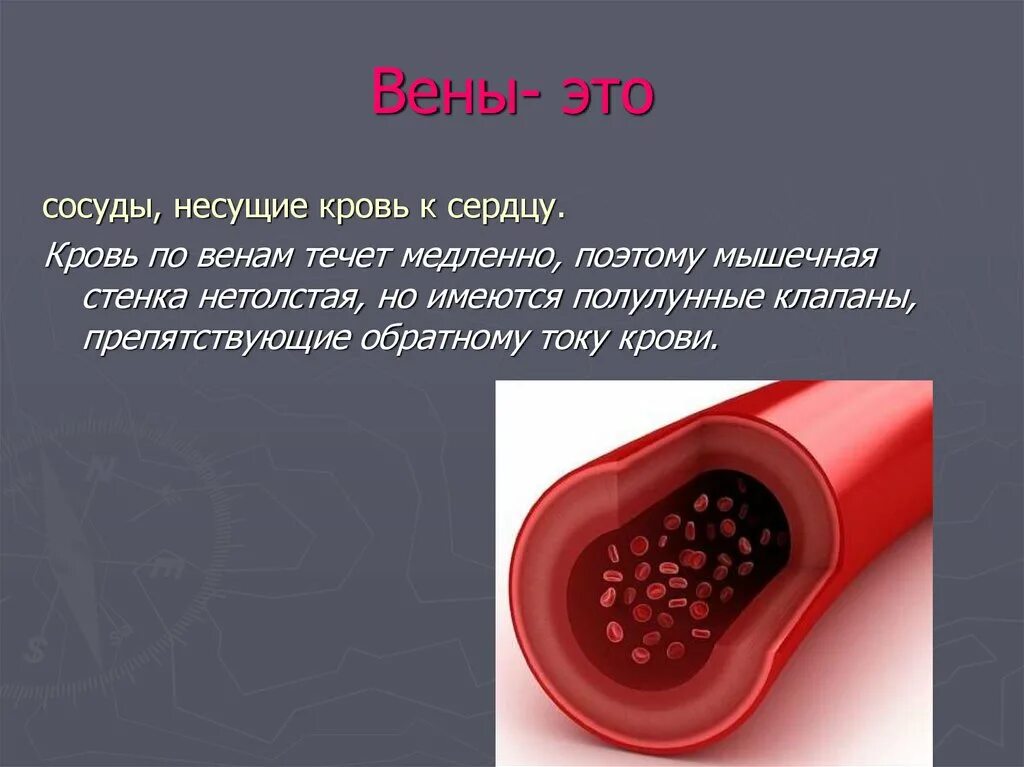 У мужчины течет кровь. Вены это сосуды несущие кровь. Сосуды по которым течет венозная кровь.