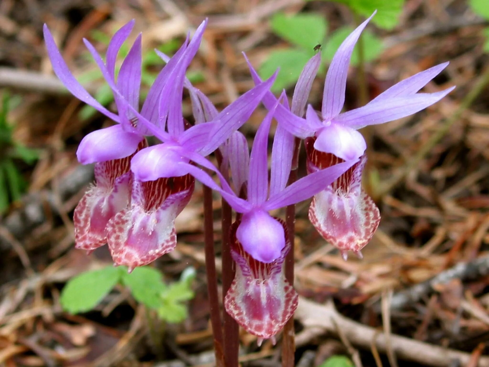 Calypso bulbosa var. occidentalis - Image of an specimen - Plantarium