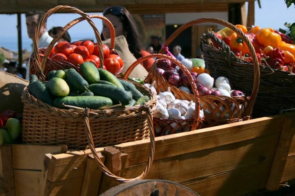 Свежие овощи. Продукты сельского хозяйства. Овощи открытого грунта. Продукция растениеводства. Овощи на грядке.