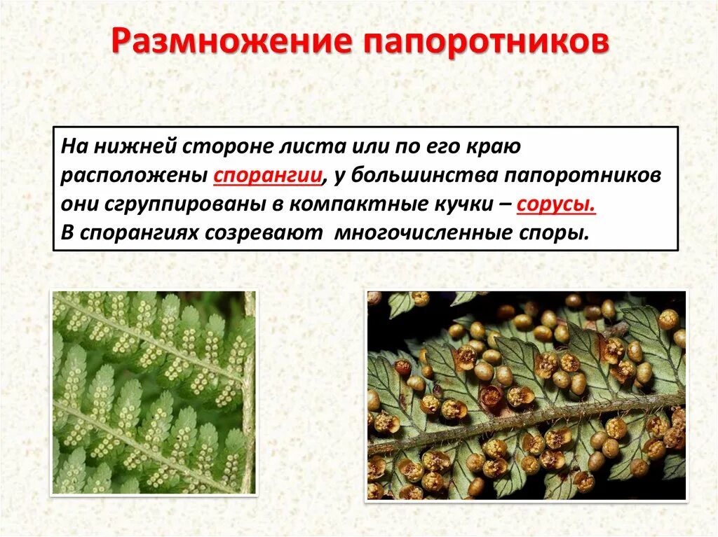 Размножение папоротников сорусы. Споры на нижней стороне листа папоротника. Строение соруса папоротника. Спорангий щитовника. Споры развиваются в сорусах