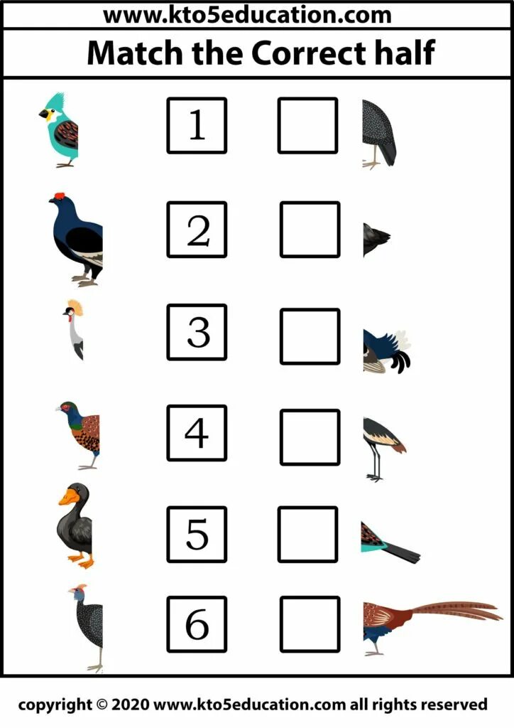 Birds Worksheets for Kids. Make a Bird Worksheet. Worksheet about Birds for Kids. Birds Worksheet Math.