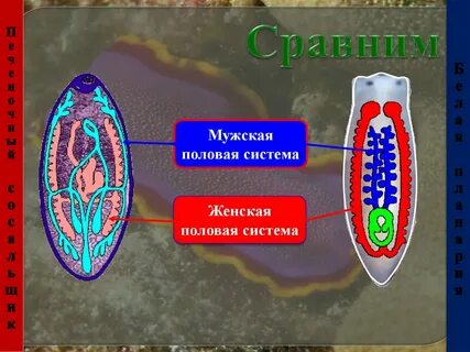 Бычий цепень белая планария