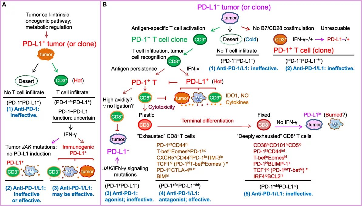 Pd1 и pdl1. Pd1 Рецептор. PDL 1 Экспрессия. Уровень экспрессии PD-l1.
