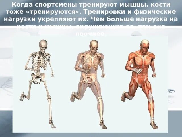 Кости человека 4 класс окружающий мир. Мышцы и кости. Кости и мышцы человека. Укрепление мышц и костей. Информация про кости и мышцы.