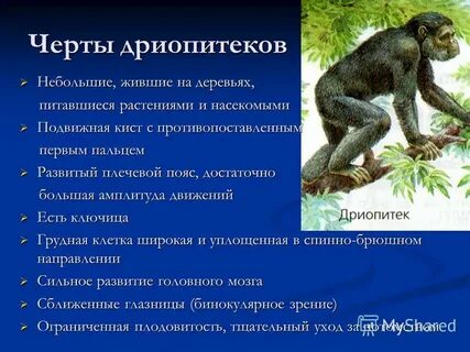 Какие особенности предков привели к бинокулярному