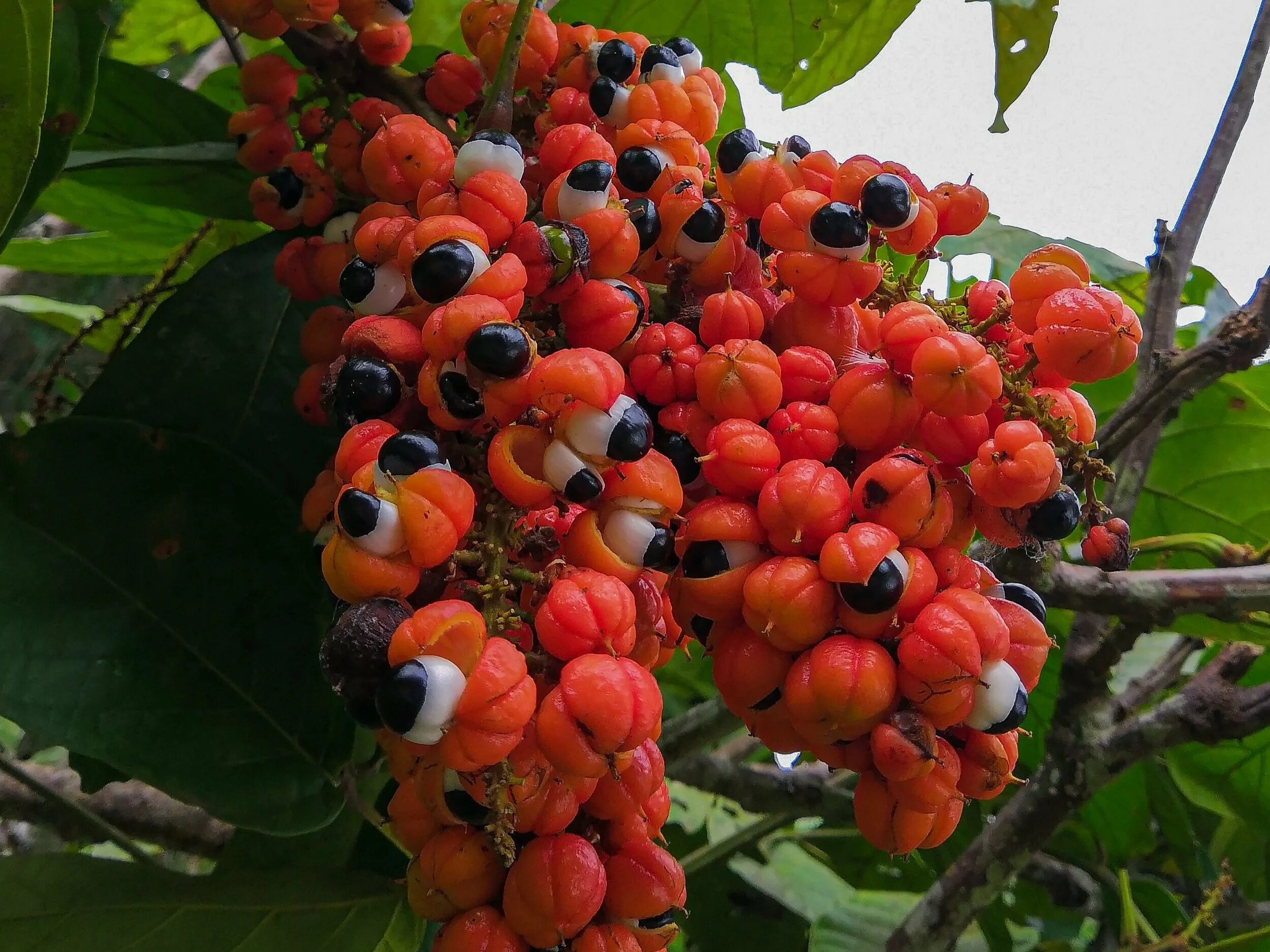 Гуарана польза. Гуарана фрукт. Гуарана (Paullinia cupana). Гуарана (Paullinia cupana, Sapindaceae). Гуарана Бразилия.