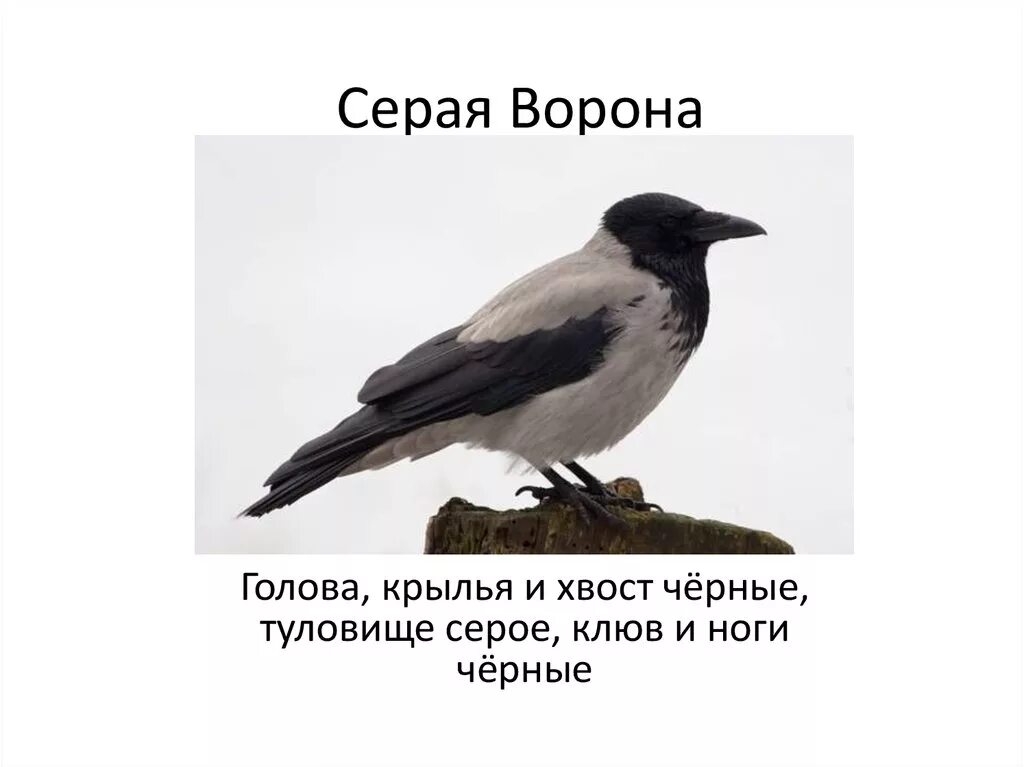 Вороны 3 часа. Черно серая ворона. Загадка про ворона. Загадка о вороне. Загадка про ворону.