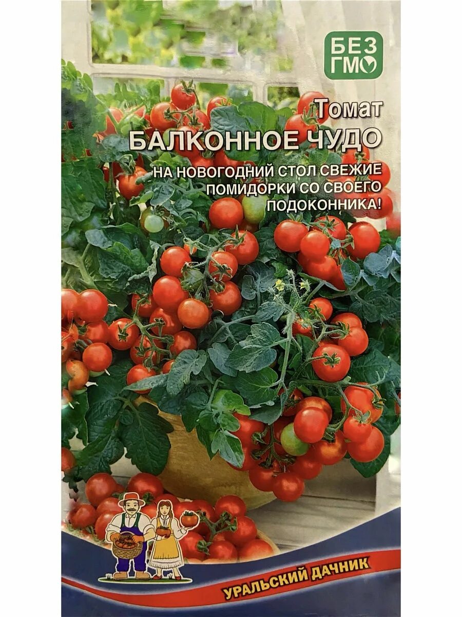 Томат черри балконное чудо. Томат балконное чудо (20 шт). Томат балконное чудо Уральский Дачник. Балконное чудо томат высота.