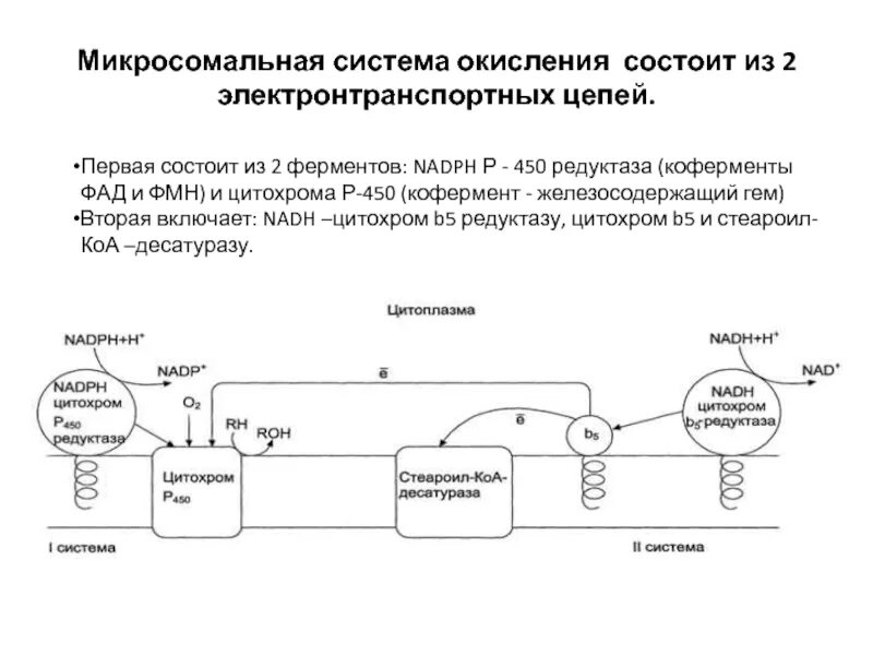 Реакции микросомального окисления. Цитохром р450 схема микросомального окисления. схема микросомального окисления биохимия. микросомальное окисление. роль цитохрома р450.. схема цепи микросомального окисления.