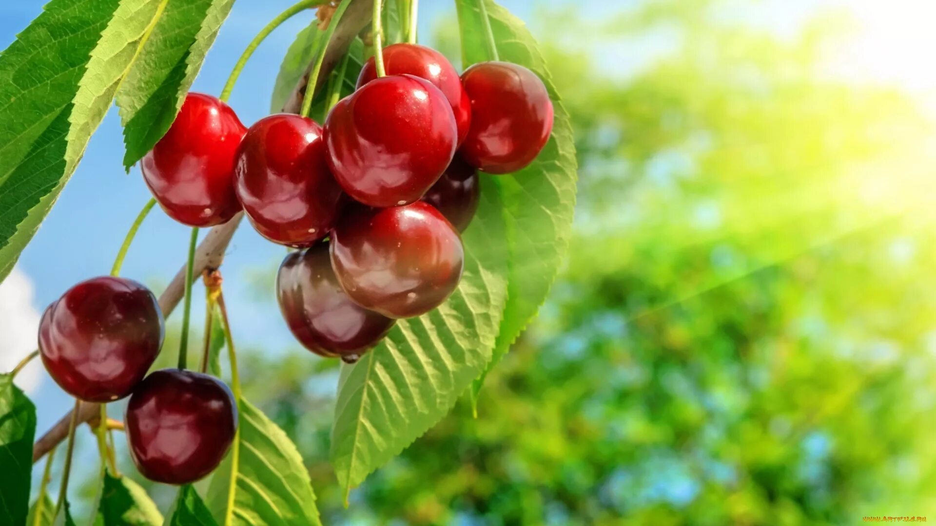 Вишня шпанка шимская. Черешня осенью. Вишневый сад фото. Черешня ипуть. Дикая вишня в лесу.