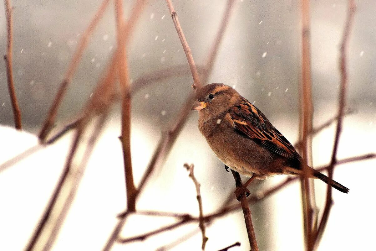 ирина весна владимир. в ожидании весны. в ожидании весны. женщина в метель. стихотворение ожидание весны.